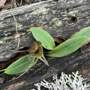 Chiloglottis valida at Cotter River, ACT - suppressed