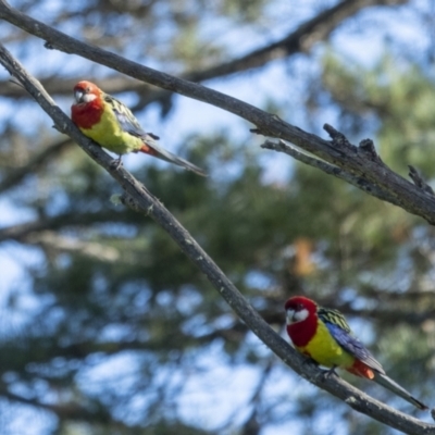 Platycercus eximius (Eastern Rosella) at Wingecarribee Local Government Area - 27 Oct 2022 by Aussiegall