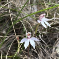 Caladenia alpina (Mountain Caps) at Cotter River, ACT - 10 Nov 2022 by chromo