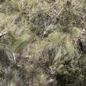 Caladenia alpina at Cotter River, ACT - 10 Nov 2022