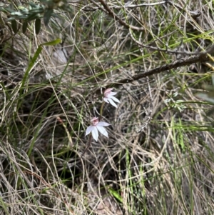 Caladenia alpina at Cotter River, ACT - 10 Nov 2022