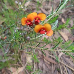 Dillwynia sericea at Stromlo, ACT - 11 Nov 2022