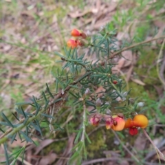 Dillwynia sericea at Stromlo, ACT - 11 Nov 2022 09:40 AM