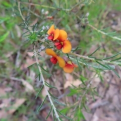 Dillwynia sericea at Stromlo, ACT - 11 Nov 2022 09:40 AM