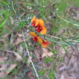 Dillwynia sericea at Stromlo, ACT - 11 Nov 2022