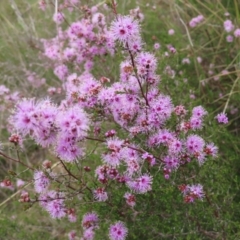 Kunzea parvifolia (Violet Kunzea) at Block 402 - 10 Nov 2022 by MatthewFrawley