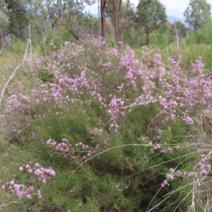 Kunzea parvifolia at Stromlo, ACT - 11 Nov 2022