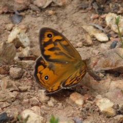 Heteronympha merope (Common Brown Butterfly) at Block 402 - 10 Nov 2022 by MatthewFrawley