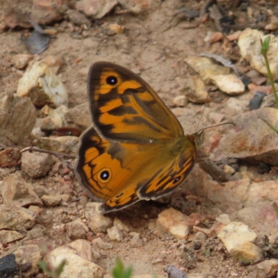 Heteronympha merope (Common Brown Butterfly) at Stromlo, ACT - 10 Nov 2022 by MatthewFrawley