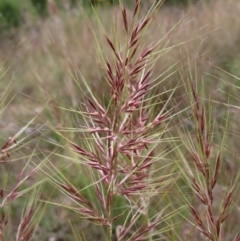 Austrostipa densiflora (Foxtail Speargrass) at Stromlo, ACT - 11 Nov 2022 by MatthewFrawley