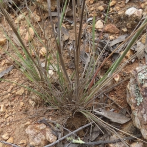 Austrostipa densiflora at Stromlo, ACT - 11 Nov 2022 09:50 AM