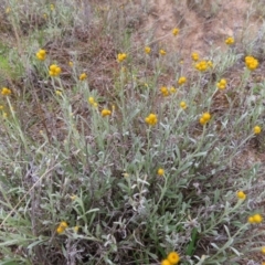 Chrysocephalum apiculatum (Common Everlasting) at West Stromlo - 11 Nov 2022 by MatthewFrawley