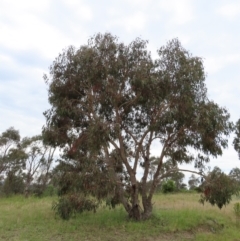 Eucalyptus nortonii (Mealy Bundy) at Stromlo, ACT - 10 Nov 2022 by MatthewFrawley