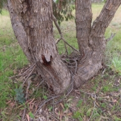 Eucalyptus nortonii at West Stromlo - 11 Nov 2022 10:20 AM