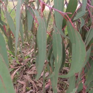 Eucalyptus nortonii at West Stromlo - 11 Nov 2022