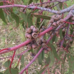 Eucalyptus nortonii at West Stromlo - 11 Nov 2022