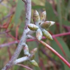 Eucalyptus nortonii at West Stromlo - 11 Nov 2022 10:20 AM