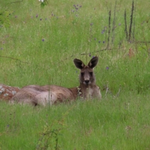 Macropus giganteus at Stromlo, ACT - 11 Nov 2022