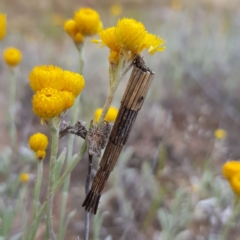 Lepidoscia arctiella (Tower Case Moth) at Stromlo, ACT - 11 Nov 2022 by MatthewFrawley