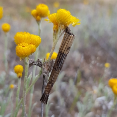 Lepidoscia arctiella (Tower Case Moth) at West Stromlo - 11 Nov 2022 by MatthewFrawley