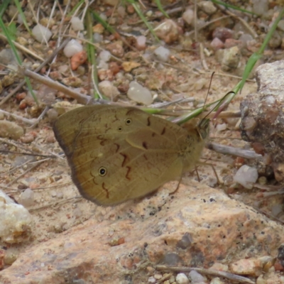 Heteronympha merope (Common Brown Butterfly) at Stromlo, ACT - 11 Nov 2022 by MatthewFrawley