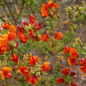 Pultenaea procumbens at Stromlo, ACT - 11 Nov 2022