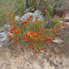 Pultenaea procumbens at Stromlo, ACT - 11 Nov 2022