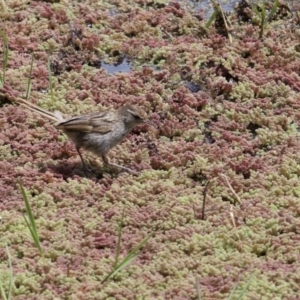 Poodytes gramineus at Fyshwick, ACT - 30 Oct 2022