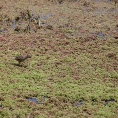 Poodytes gramineus at Fyshwick, ACT - 30 Oct 2022