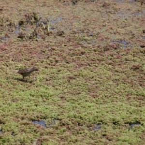 Poodytes gramineus at Fyshwick, ACT - 30 Oct 2022