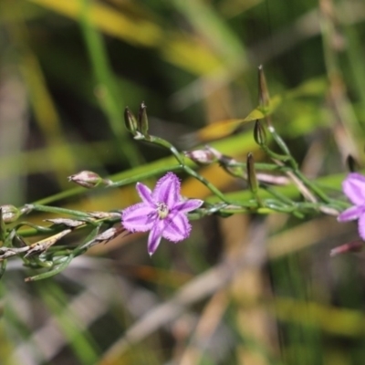 Thysanotus patersonii (Twining Fringe Lily) at Aranda Bushland - 30 Oct 2022 by Tammy