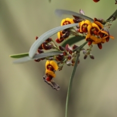 Eusemocosma pruinosa (Philobota Group Concealer Moth) at Aranda Bushland - 30 Oct 2022 by Tammy