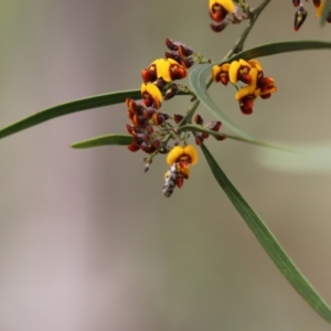 Eusemocosma pruinosa at Cook, ACT - 30 Oct 2022