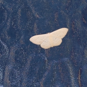 Scopula optivata at Cook, ACT - 2 May 2022