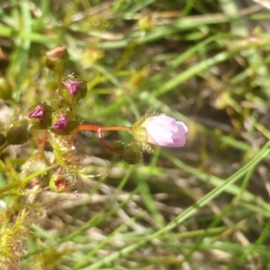 Drosera auriculata at Hume, ACT - 11 Nov 2022 05:10 PM