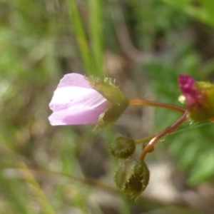 Drosera auriculata at Hume, ACT - 11 Nov 2022 05:10 PM