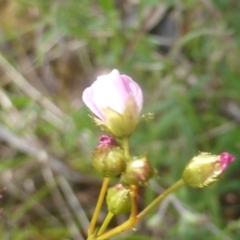 Drosera auriculata at Hume, ACT - 11 Nov 2022 05:10 PM