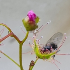 Drosera auriculata at Hume, ACT - 11 Nov 2022 05:10 PM