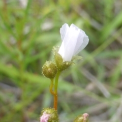 Drosera gunniana (Pale Sundew) at Jerrabomberra, ACT - 28 Mar 2003 by Mike