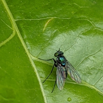 Diaphorinae (subfamily) (Long-legged fly) at Thurgoona, NSW - 12 Nov 2022 by ChrisAllen