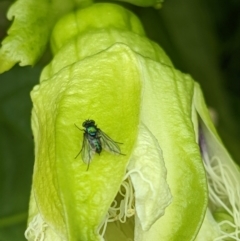 Diaphorinae (subfamily) at Thurgoona, NSW - 12 Nov 2022 09:56 AM