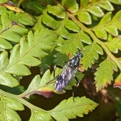 Exaireta spinigera (Garden Soldier Fly) at Thurgoona, NSW - 6 Nov 2022 by ChrisAllen