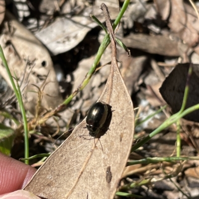 Chrysolina quadrigemina (Greater St Johns Wort beetle) at Jerrabomberra, NSW - 12 Nov 2022 by Mavis