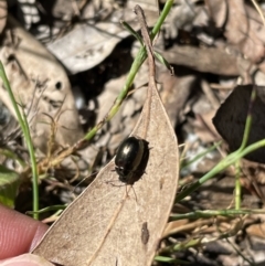 Chrysolina quadrigemina (Greater St Johns Wort beetle) at Jerrabomberra, NSW - 11 Nov 2022 by Mavis