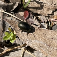 Chrysolina quadrigemina at Jerrabomberra, NSW - 12 Nov 2022