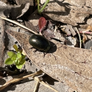 Chrysolina quadrigemina at Jerrabomberra, NSW - 12 Nov 2022 09:40 AM