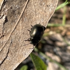 Chrysolina quadrigemina at Jerrabomberra, NSW - 12 Nov 2022 09:40 AM