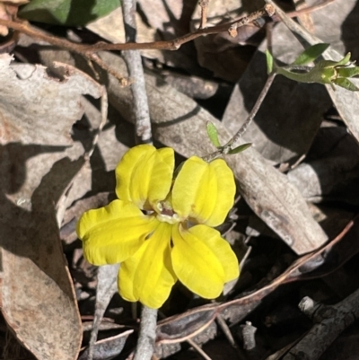 Goodenia hederacea subsp. hederacea (Ivy Goodenia, Forest Goodenia) at Jerrabomberra, NSW - 11 Nov 2022 by Mavis