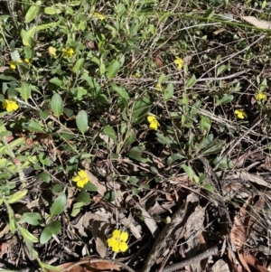 Goodenia hederacea subsp. hederacea at Jerrabomberra, NSW - 12 Nov 2022