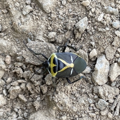 Commius elegans (Cherry Ballart Shield Bug) at QPRC LGA - 11 Nov 2022 by Mavis